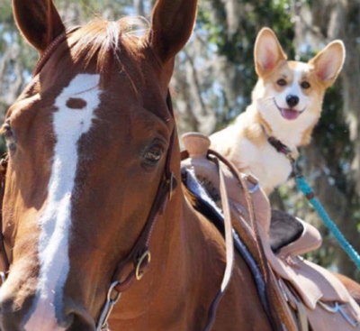 A Welsh Corgi sitting on a saddle on a horse with big smile